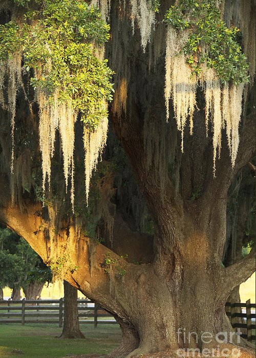 New Orleans Greeting Card featuring the photograph Moss tree by Jeanne Woods