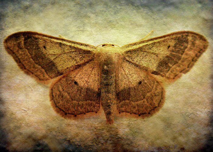 Moth Greeting Card featuring the photograph Moth by Roberto Alamino
