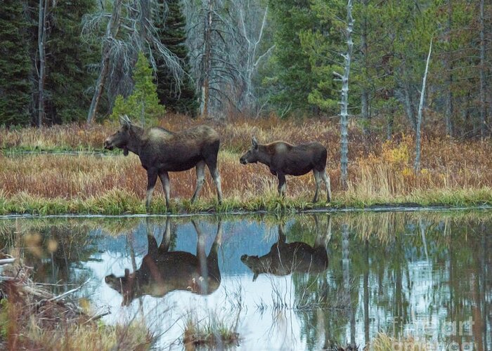 Two Moose Greeting Card featuring the photograph Mother and Baby Moose Reflection by Rebecca Margraf
