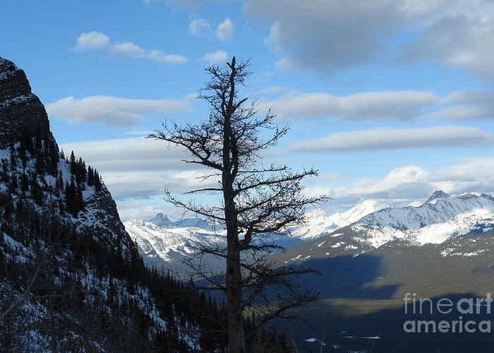 Old Larch Tree Greeting Card featuring the photograph Mother Natures Canvas by Greg Hammond