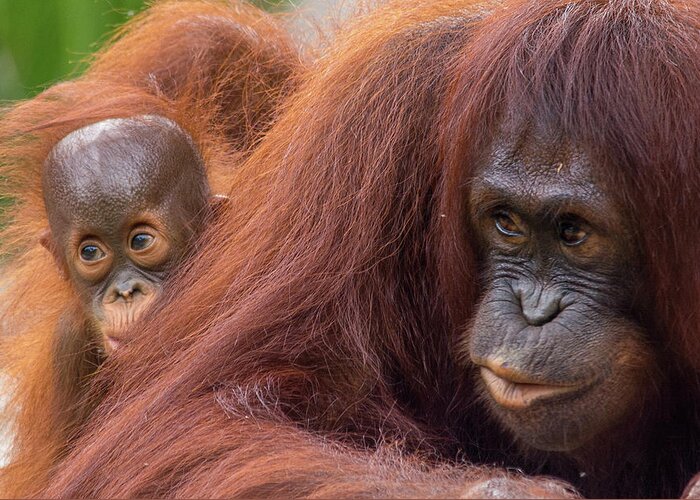 Orangutan Greeting Card featuring the photograph Mother Orangutan with Baby by John Black