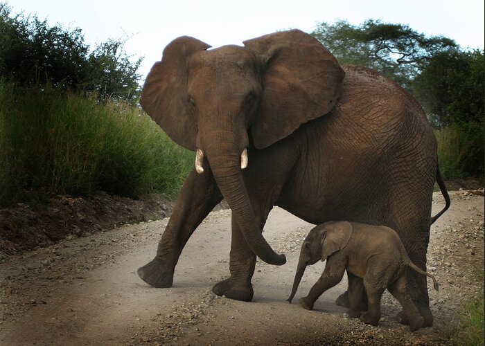 African Elephant Greeting Card featuring the photograph Mother with baby by Joseph G Holland