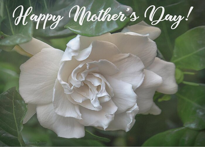 Gardenia Greeting Card featuring the photograph Mother's Day Gardenia by Teresa Wilson