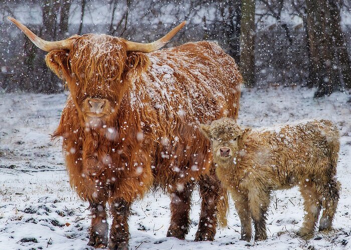 Scottish Highland Cow Coo Coos Cattle Longhorn Snow Pasture Wisconsin Wi Winter Greeting Card featuring the photograph Mother's Love - Scottish Highland cow and calf in snowy pasture by Peter Herman