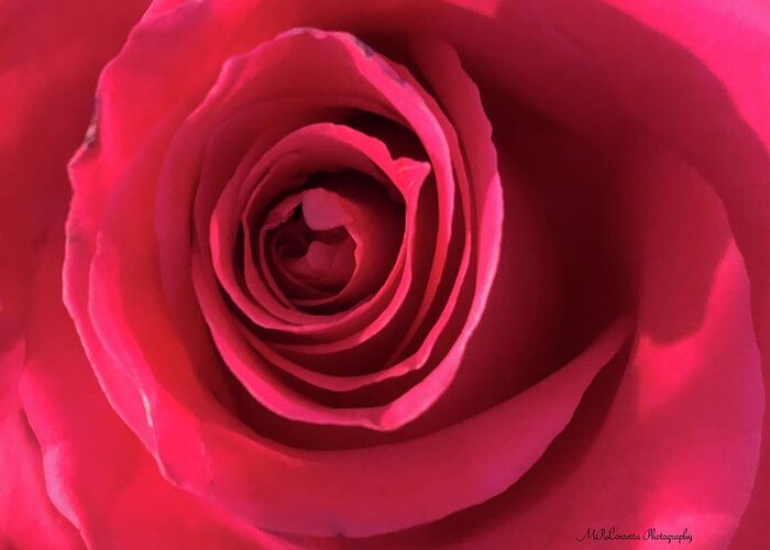 Rose Greeting Card featuring the photograph Mother's Rose by Marian Lonzetta