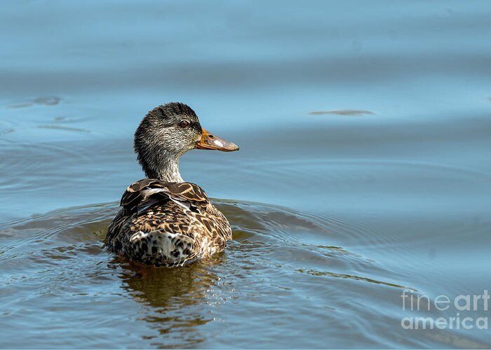 Mottled Duck Greeting Card featuring the photograph Mottled duck swimming by Sam Rino