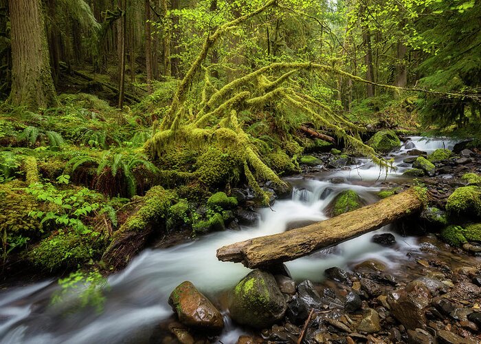 Creek Greeting Card featuring the photograph Mount Hood Creek by Jon Ares