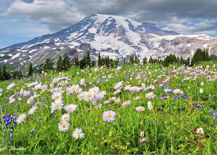 Alpine Greeting Card featuring the photograph Mount Rainier and a Meadow of Aster by Jeff Goulden