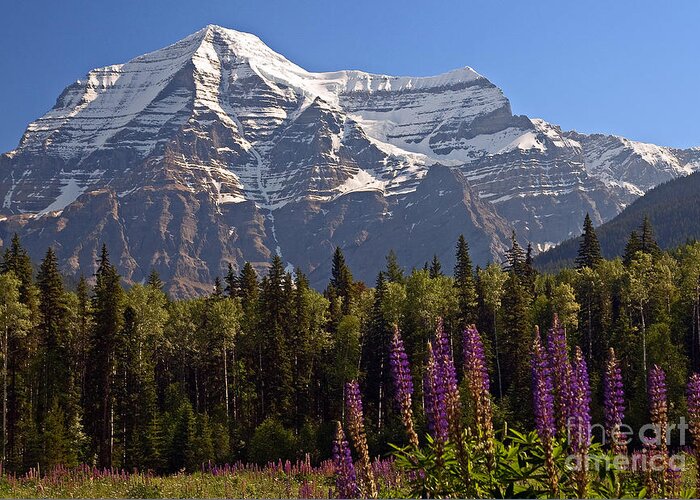 Canada Greeting Card featuring the photograph Mount Robson by Robert Pilkington