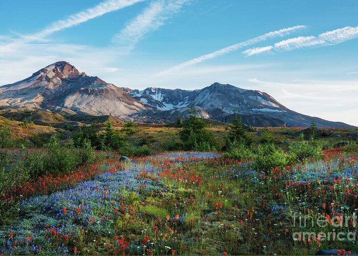 Mount St Helens Greeting Card featuring the photograph Mount St Helens Glorious Field of Spring Wildflowers by Mike Reid