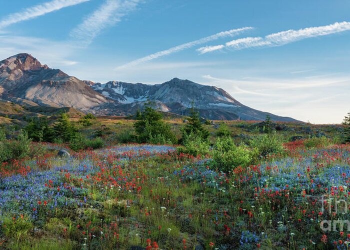 Mount St Helens Greeting Card featuring the photograph Mount St Helens Glorious Field of Spring Wildflowers Wider by Mike Reid
