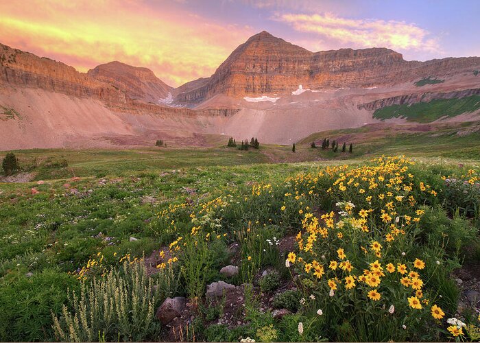 Utah Greeting Card featuring the photograph Mount Timpanogos Wildflower Sunset - Utah by Brett Pelletier