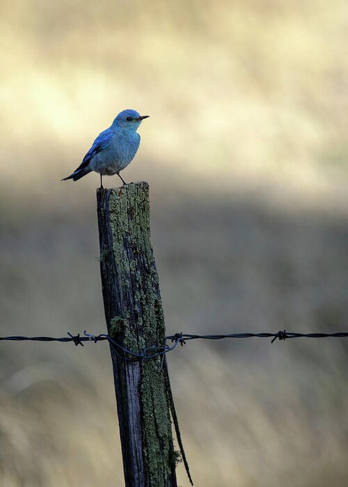 Apache-sitgreaves Nf Greeting Card featuring the photograph Mountain Bluebird on Wood Fence Post by Mary Lee Dereske