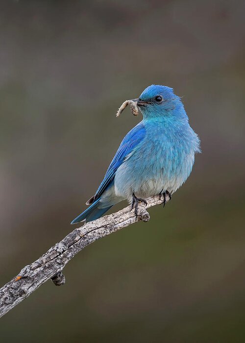 Mark Miller Photos Greeting Card featuring the photograph Mountain Bluebird with Worm by Mark Miller