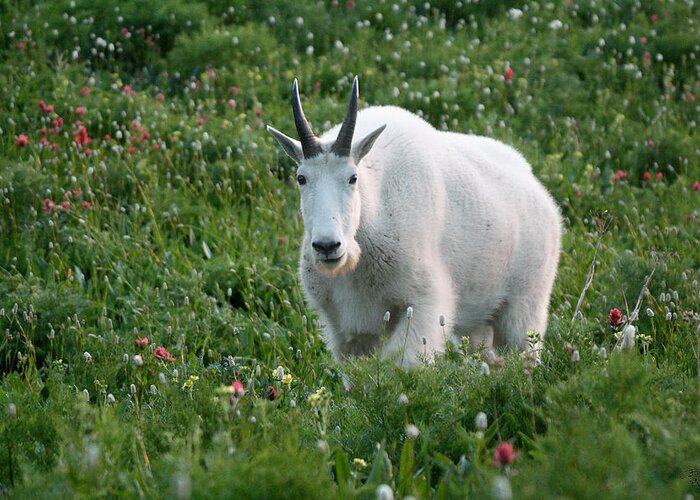 Mountain Goat Greeting Card featuring the photograph Mountain Goat and Wildflowers by Brett Pelletier
