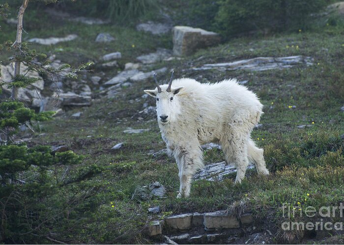Goat Greeting Card featuring the photograph Mountain Goat by Louise Magno