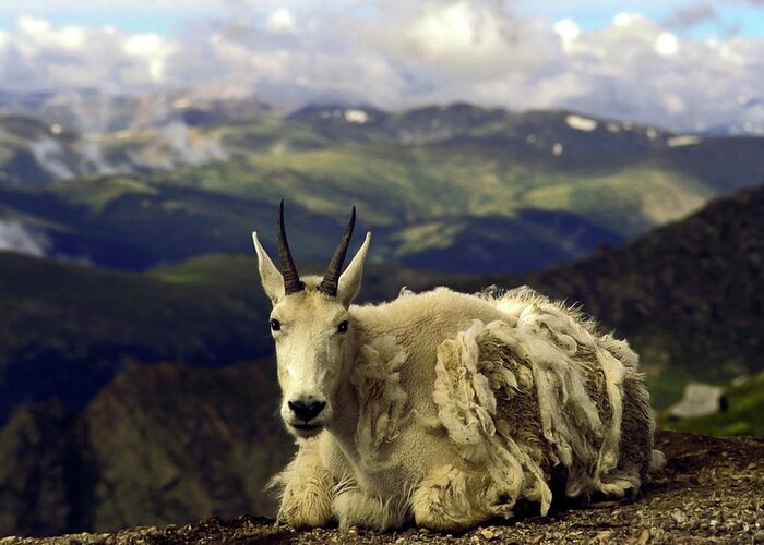 Mountain Goat Resting Greeting Card featuring the photograph Mountain goat resting by Sally Weigand