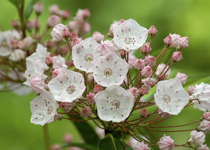 Flowers Greeting Card featuring the photograph Mountain Laurel by Henri Irizarri