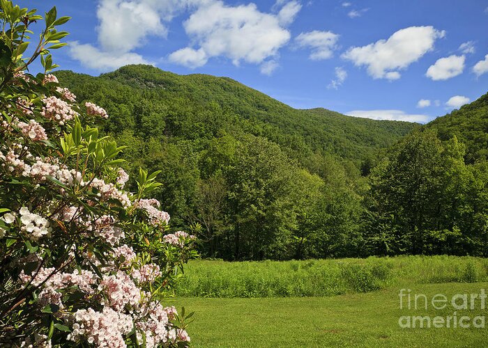 Mountain Greeting Card featuring the photograph Mountain Laurel by Jill Lang