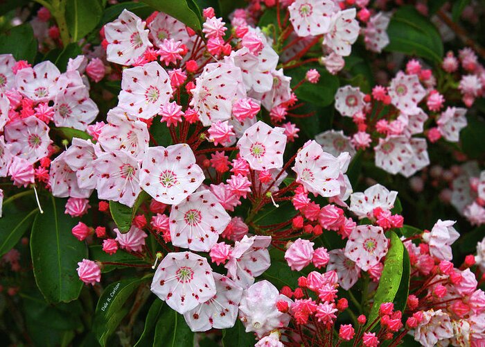 Mountain Laurels Greeting Card featuring the photograph Mountain Laurels by Dale R Carlson