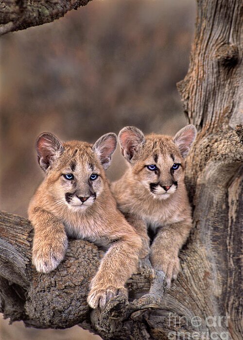 Dave Welling Greeting Card featuring the photograph Mountain Lion Cubs Felis Concolor Captive by Dave Welling