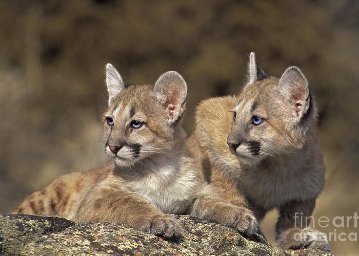 Mountain Lion Greeting Card featuring the photograph Mountain Lion Cubs on Rock Outcrop by Dave Welling