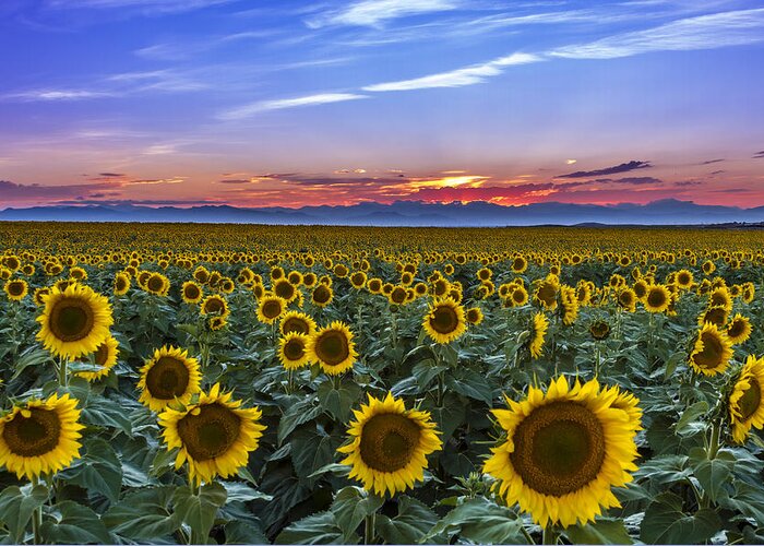 Colorado Greeting Card featuring the photograph Mountain Sunset Over Sunflower Fields by Teri Virbickis
