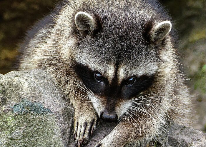 Raccoon Greeting Card featuring the photograph Mournful Raccoon by Jerry Cahill