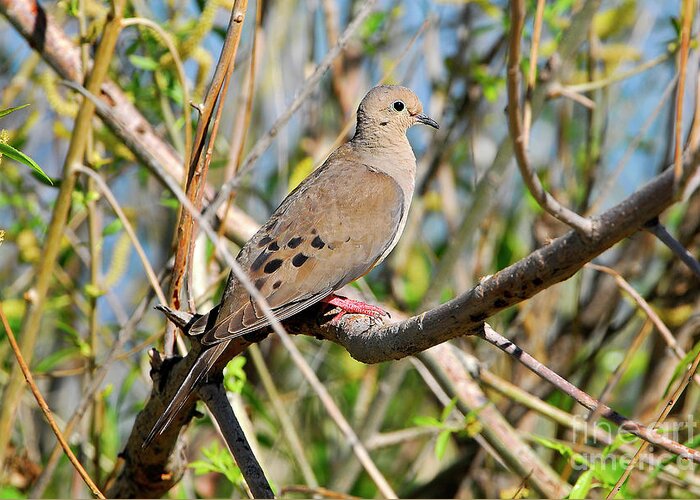 Bird Greeting Card featuring the photograph Mourning Dove by Dennis Hammer