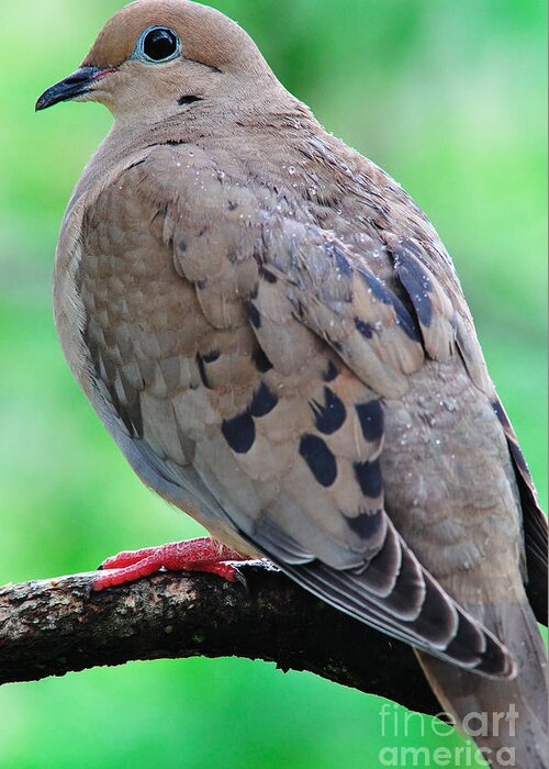 Mourning Dove Greeting Card featuring the photograph Mourning Dove in Rain by Thomas R Fletcher