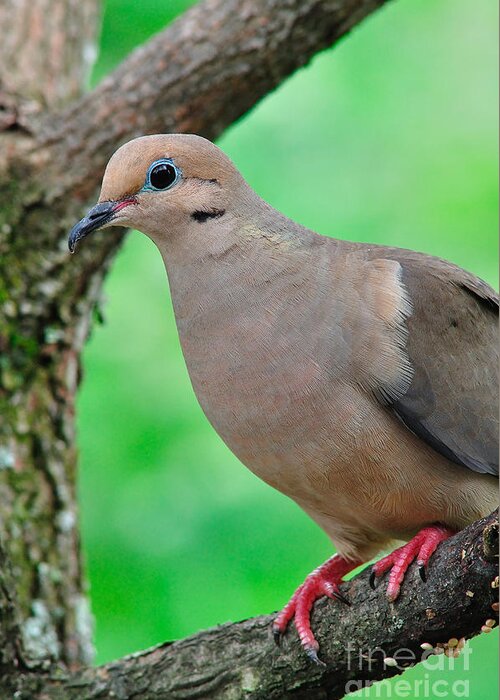 Mourning Dove Greeting Card featuring the photograph Mourning Dove by Thomas R Fletcher