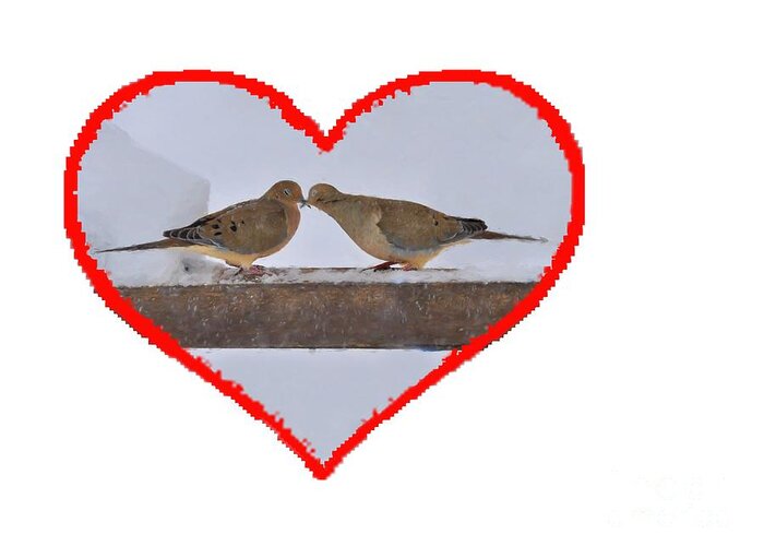 Mourning Doves; Birds; Love; Touching; Beaks Greeting Card featuring the photograph Mourning doves kissing by Dan Friend