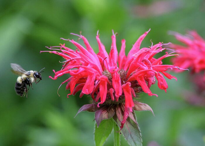 Bumble Bee Greeting Card featuring the photograph Mr. Brumble and Bee Balm by Brook Burling