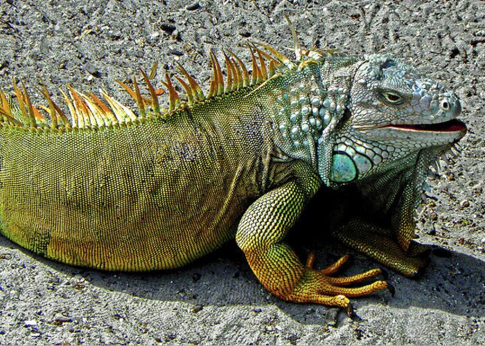 Reptiles Greeting Card featuring the photograph Mr. Handsome by Elizabeth Hoskinson