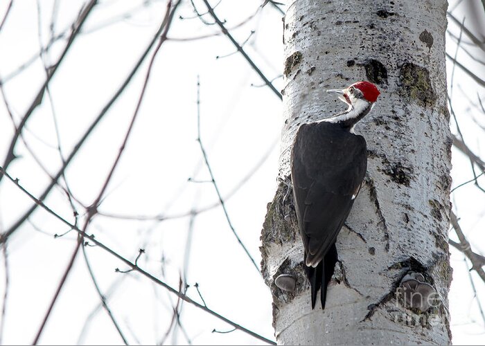 Cheryl Baxter Photography Greeting Card featuring the photograph Mr. Pileated Woodpecker by Cheryl Baxter