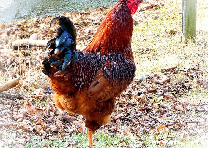 Rooster Greeting Card featuring the photograph Mr. Rooster ll by Rennae Christman
