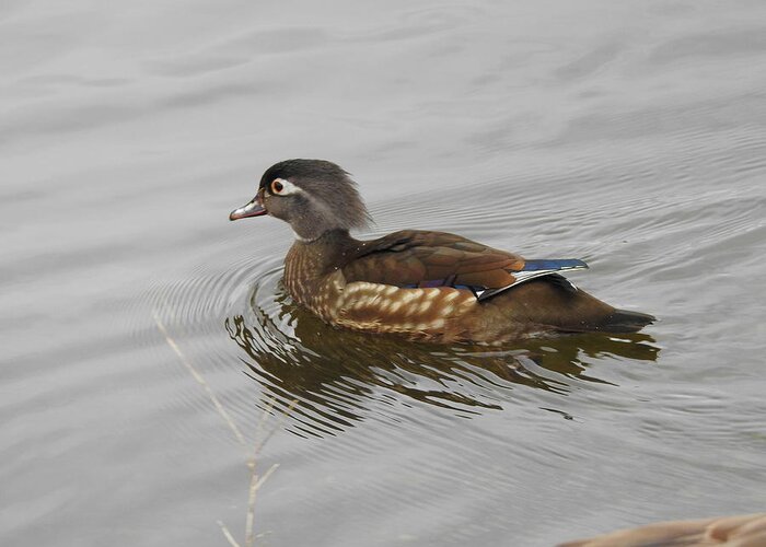 Wood Duck Greeting Card featuring the photograph Mrs. Wood Duck by Betty-Anne McDonald