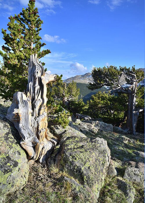 Mount Goliath Natural Area Greeting Card featuring the photograph Mt. Evans Bristlecones by Ray Mathis