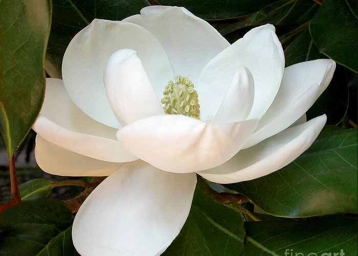 Magnolia Greeting Card featuring the photograph Mt. Vernon Magnolia by Kathleen Gauthier