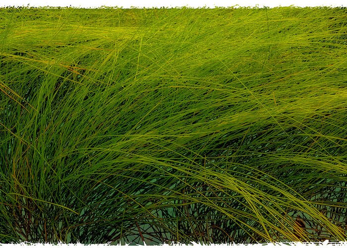 Grass Greeting Card featuring the photograph Muchas Grassius by Joe Ownbey