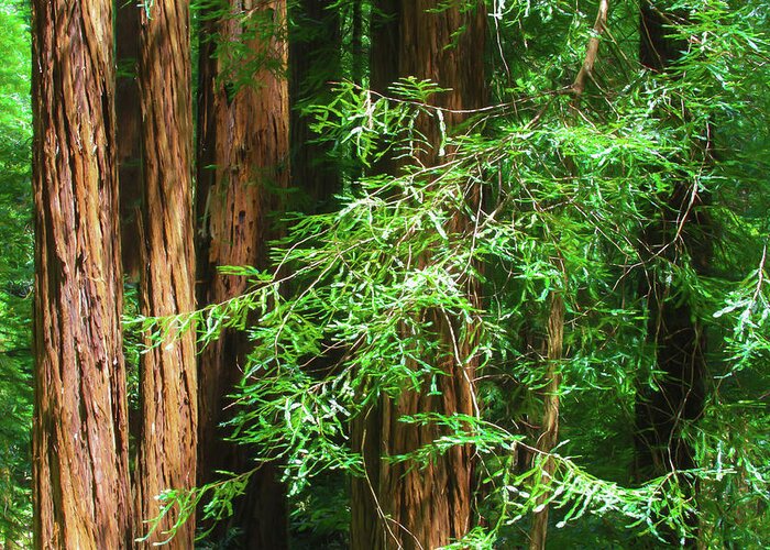 Muir Woods Afternoon Greeting Card featuring the photograph Muir Woods Afternoon by Bonnie Follett