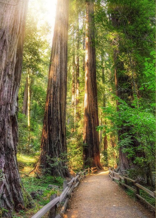 Redwood Greeting Card featuring the photograph Muir Woods Forest Path and Redwood Trees by Jennifer Rondinelli Reilly - Fine Art Photography