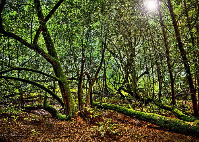 Landscape Greeting Card featuring the photograph Muir Woods Rejuvenation by Brian Tada