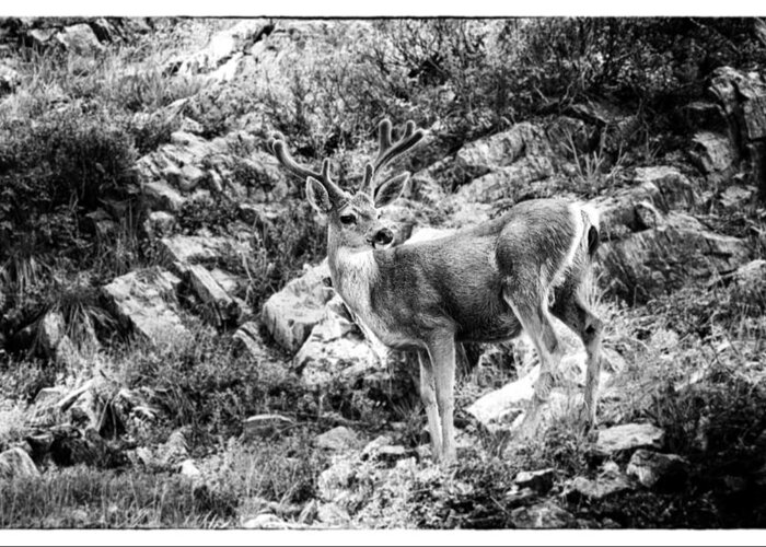 Deer Greeting Card featuring the photograph Mule Deer Buck by Lawrence Knutsson