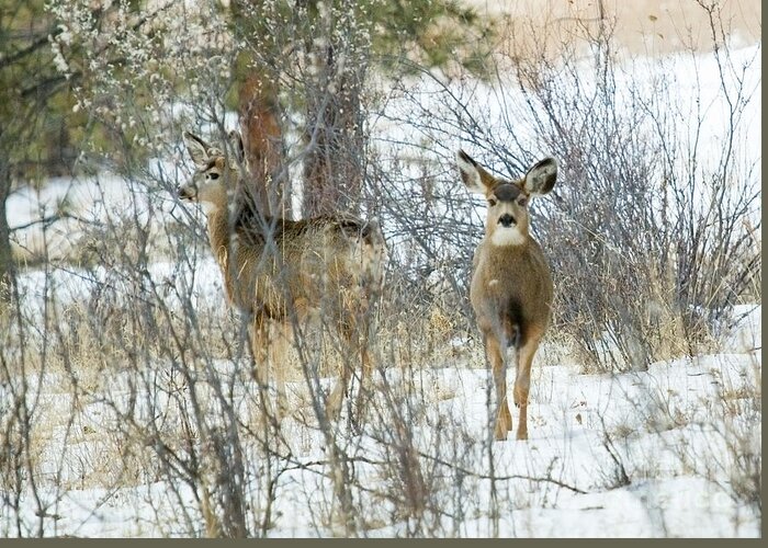 Deer Greeting Card featuring the photograph Mule Deer Does in Snow by Steven Krull