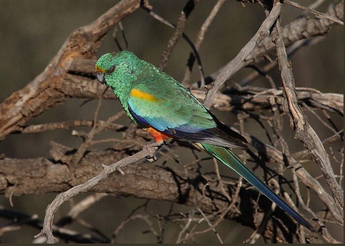Parrot Greeting Card featuring the photograph Mulga Parrot male A by Tony Brown