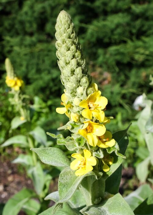 Mullein Wildflower Greeting Card featuring the photograph Mullein Wildflower by Cynthia Woods