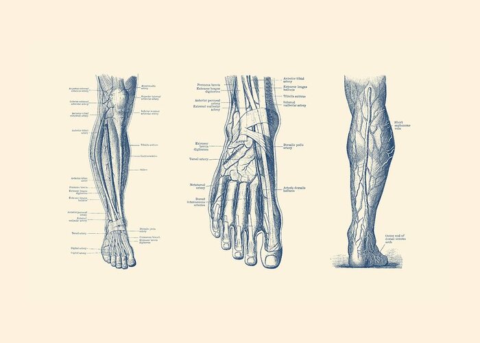 Leg Circulatory System Greeting Card featuring the drawing Multi-View Leg Diagram - Human Circulatory System by Vintage Anatomy Prints