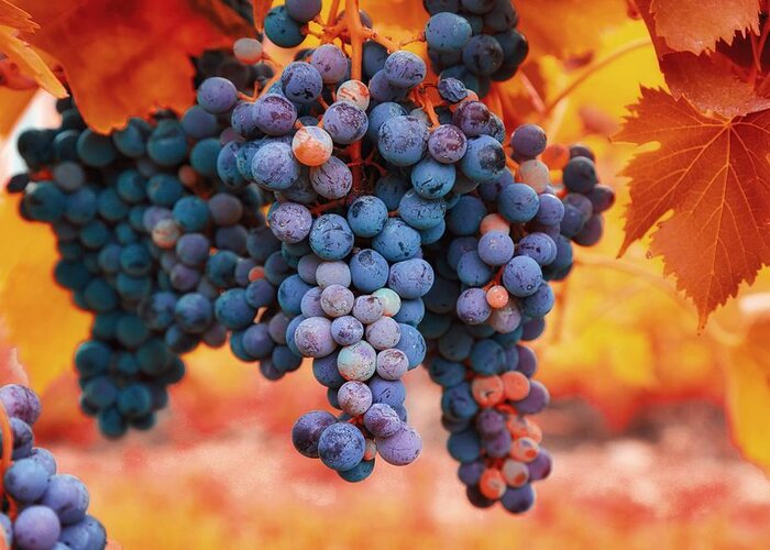 Multicolored Grapes Greeting Card featuring the photograph Multicolored grapes by Lynn Hopwood