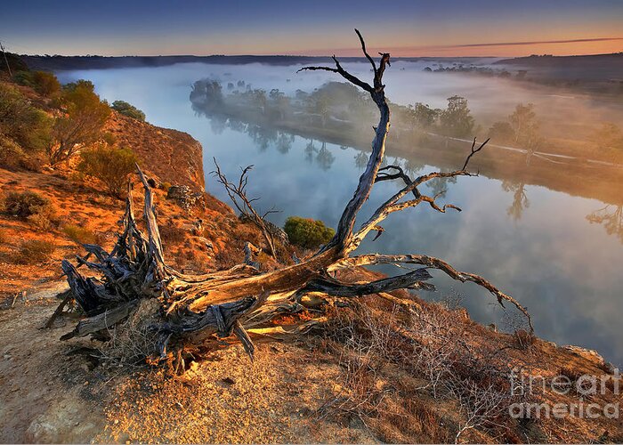 Murray River Dawn Sunrise Mist Misty Fog Foggy Still Serene River Fallen Tree Uprooted Inland Water Early Morning Landscape Landscapes South Australia Australian Greeting Card featuring the photograph Murray River Dawn by Bill Robinson